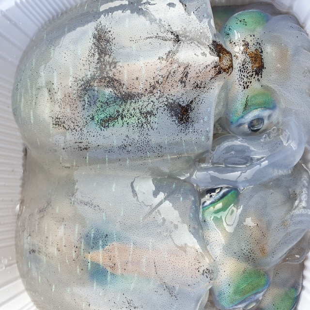 동해몰,[해동] 동해안 무늬오징어 2kg