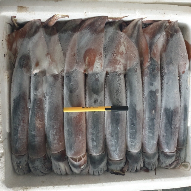 동해몰,[해동] 동해안 명품선동오징어
