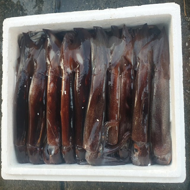 동해몰,[해동] 동해안 명품선동오징어