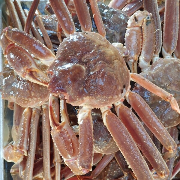 러시아 활대게 1kg