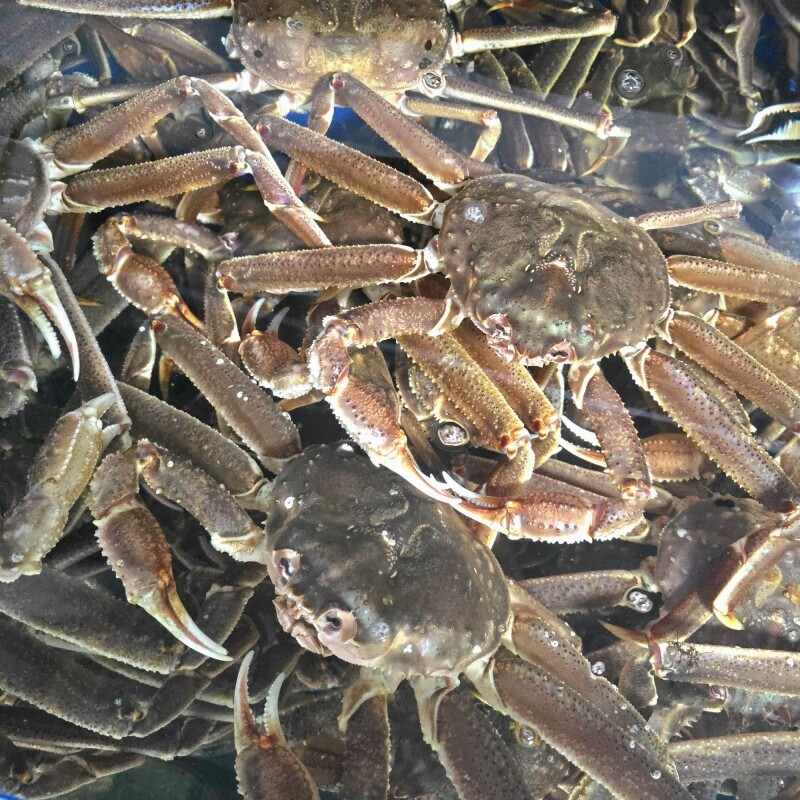 동해몰,러시아 활대게 5kg