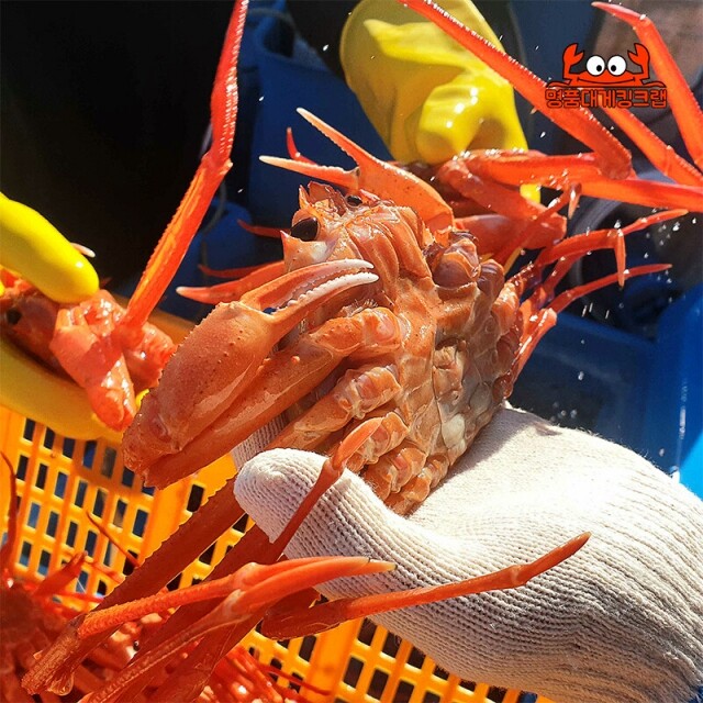 강원더몰,국내산 왕설탕홍게3kg(무료배송)