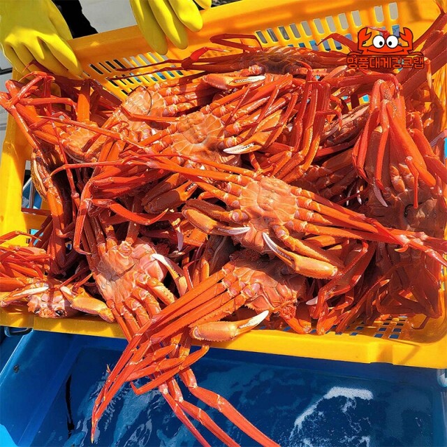 강원더몰,국내산 왕설탕홍게3kg(무료배송)