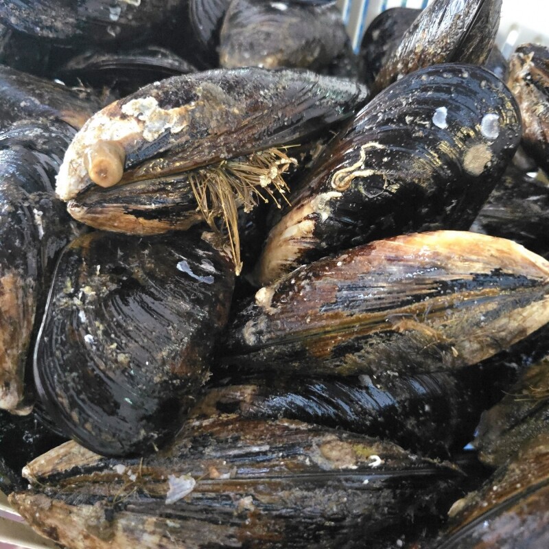 강원더몰,동해안 자연산 홍합 섭 1kg