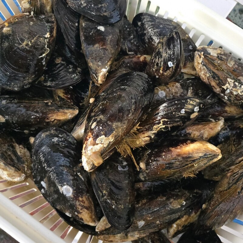 강원더몰,동해안 자연산 홍합 섭 1kg