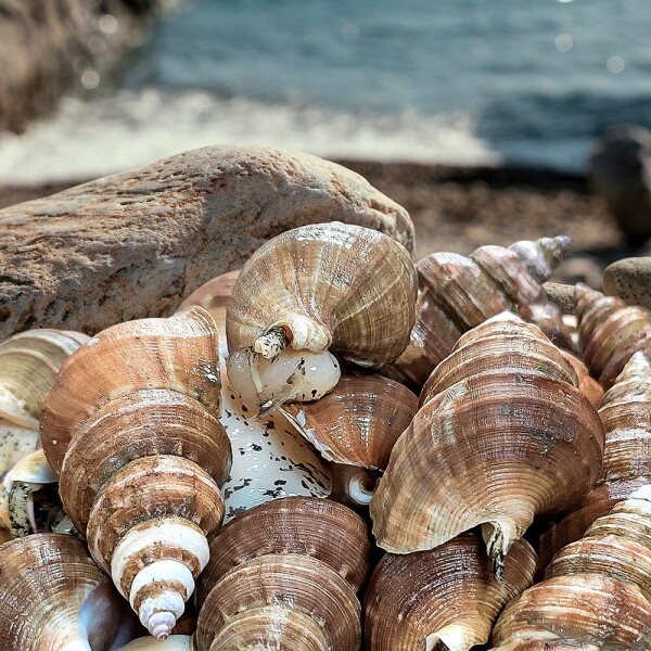 동해안 자연산 고추골뱅이 1kg(20~25미)