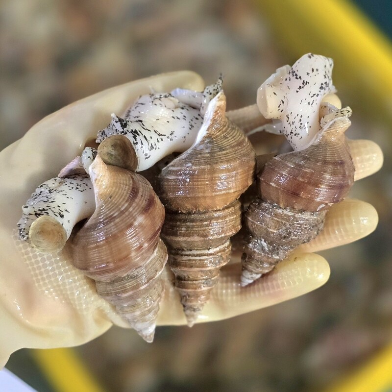 동해몰,동해안 자연산 고추골뱅이 1kg(20~25미)