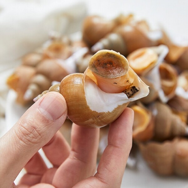 백골뱅이1kg (기본,대,왕) 참골뱅이 참소라 동해직송