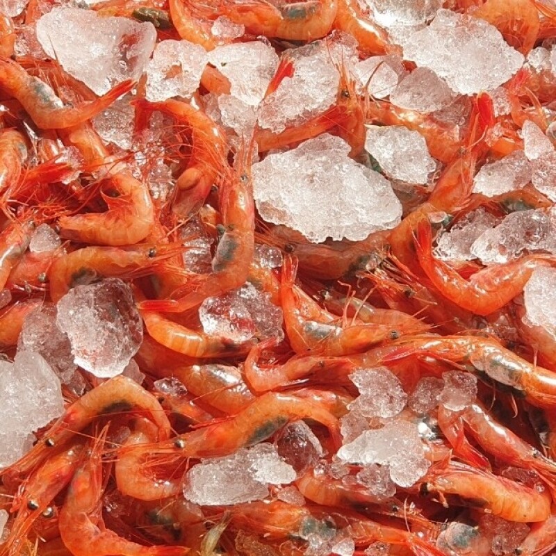 동해몰,★생물★ 동해안 자연산 홍새우 500g/팩 단새우 꽃새우 동해직송