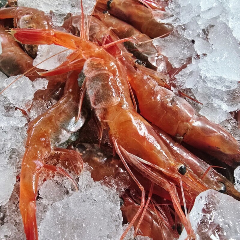 동해몰,★생물★ 동해안 자연산 홍새우 500g/팩 단새우 꽃새우 동해직송